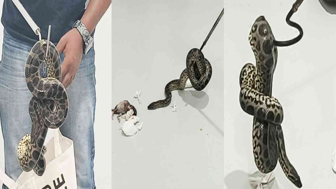 Snakes On Plane: बेंगलुरु अंतरराष्ट्रीय हवाई अड्डे पर 10 एनाकोंडा के साथ पकड़ा गया व्यक्ति, बैंकॉक से आया था
