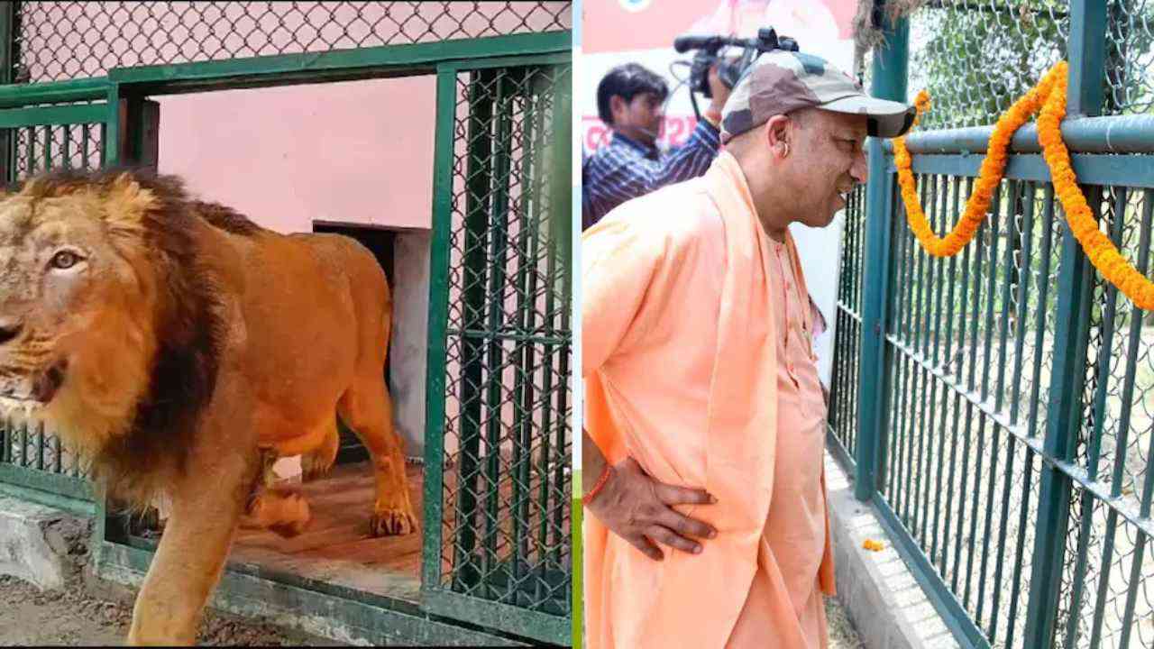 UP: बब्बर शेर की जोड़ी को सीएम योगी ने कराया चिड़ियाघर के बाड़े में प्रवेश, तेरह दिन में दूसरी बार गोरखपुर के चिड़ियाघर पहुंचे मुख्यमंत्री