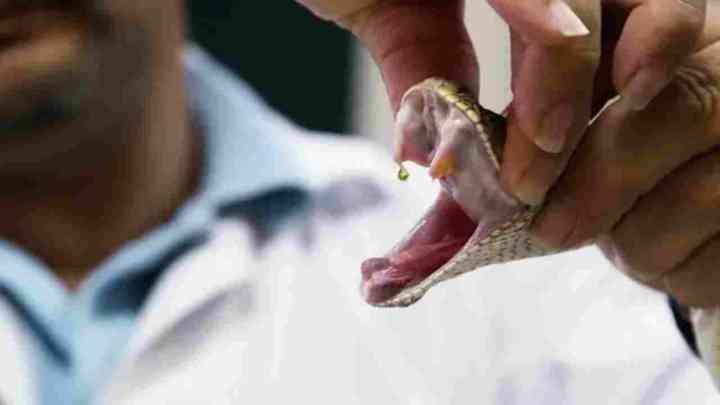 Murder By Snake Venom: पति ने पत्नी को लगाया सांप के जहर का इंजेक्शन, मौत